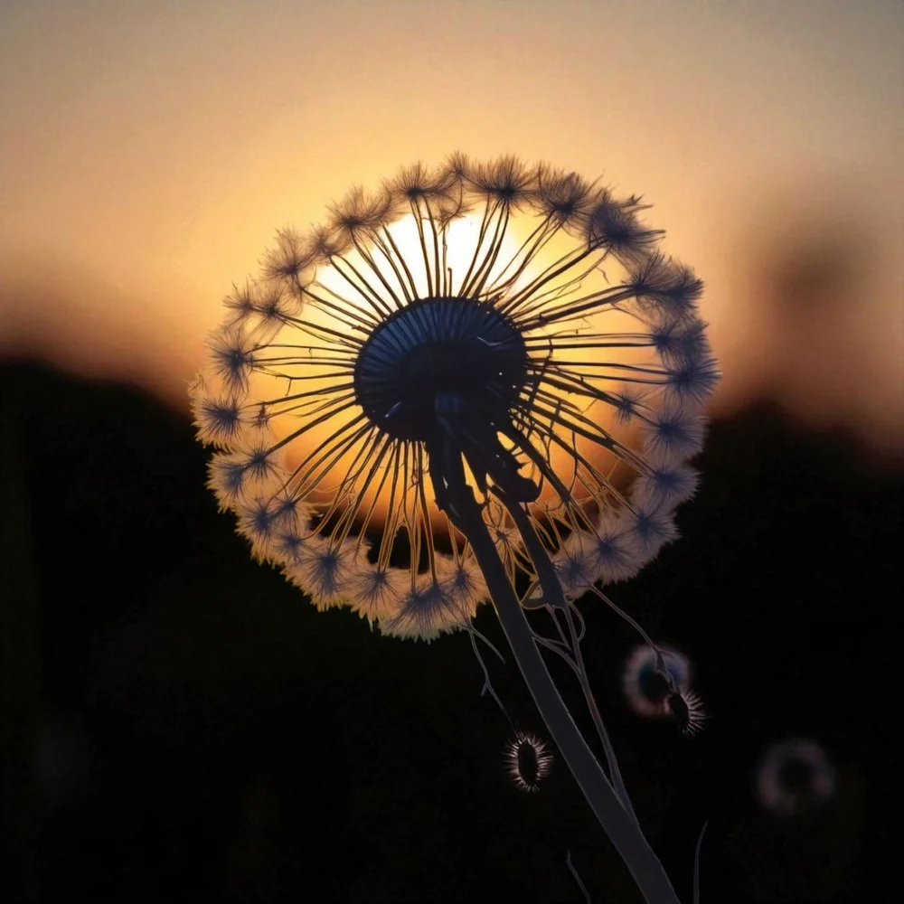 Sunset Dandelion Art Print 8x10